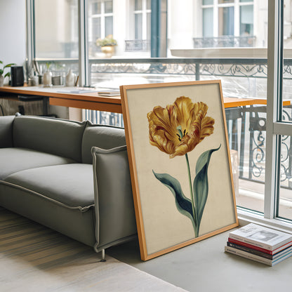 Vintage Golden Tulip Botanical Illustration (Digital Download)