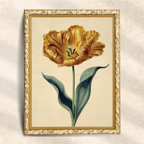 Vintage Golden Tulip Botanical Illustration (Digital Download)